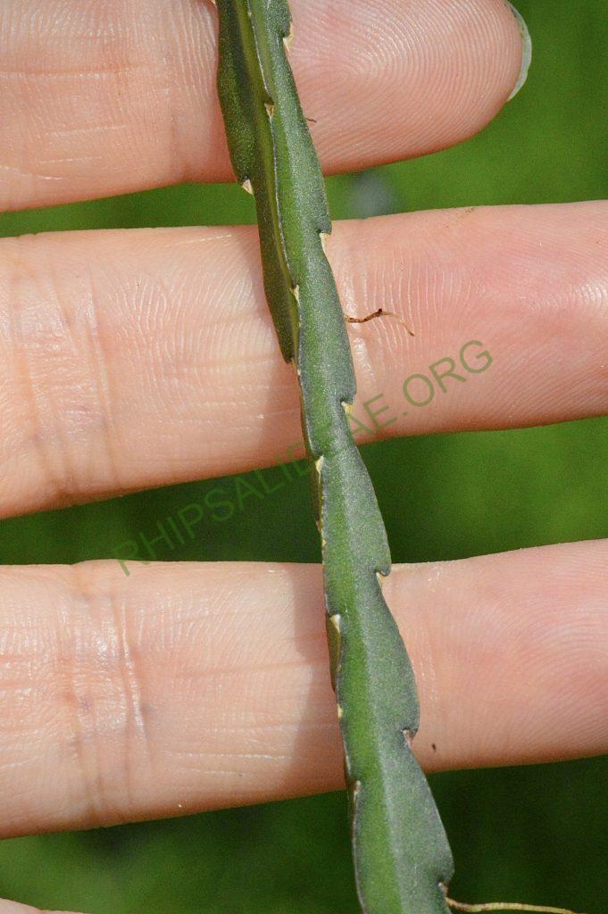 Lepismium cruciforme