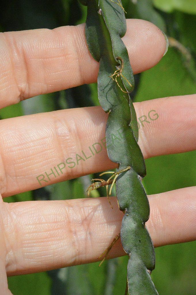 Lepismium cruciforme