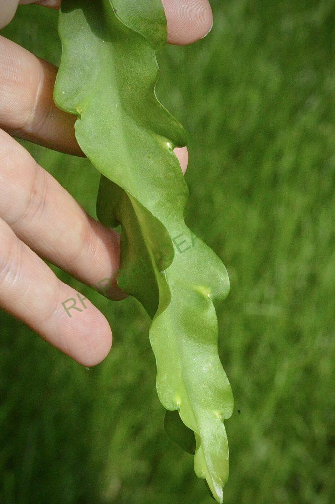 Lepismium cruciforme