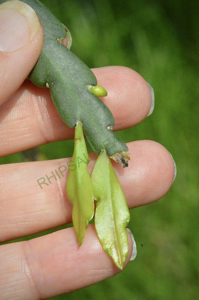 Lepismium cruciforme