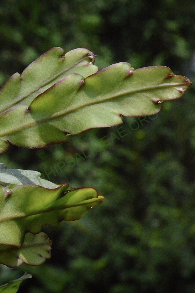 Lepismium cruciforme