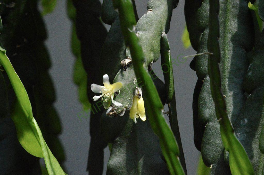 Lepismium cruciforme