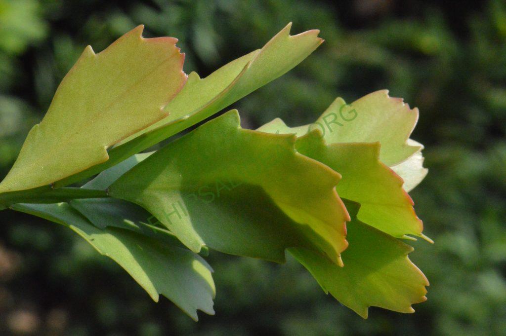 Lepismium houlletianum f. houlletianum, HU 1003, Candelaria, Rio Grande do Sul, Brazil