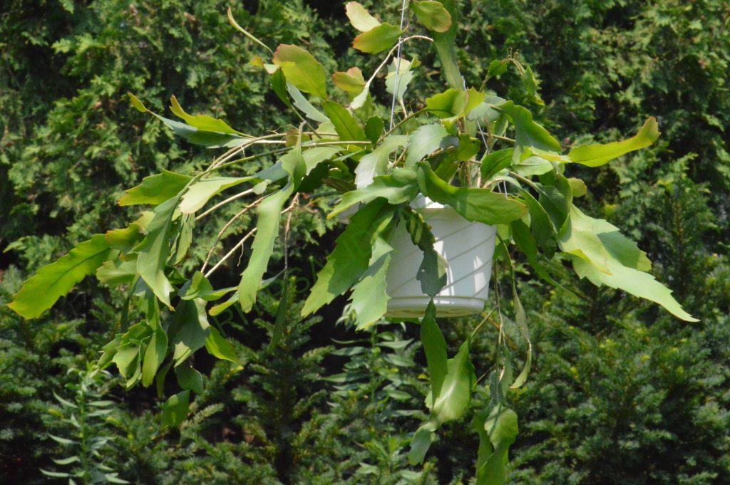 Lepismium houlletianum f. houlletianum, HU 1003, Candelaria, Rio Grande do Sul, Brazil