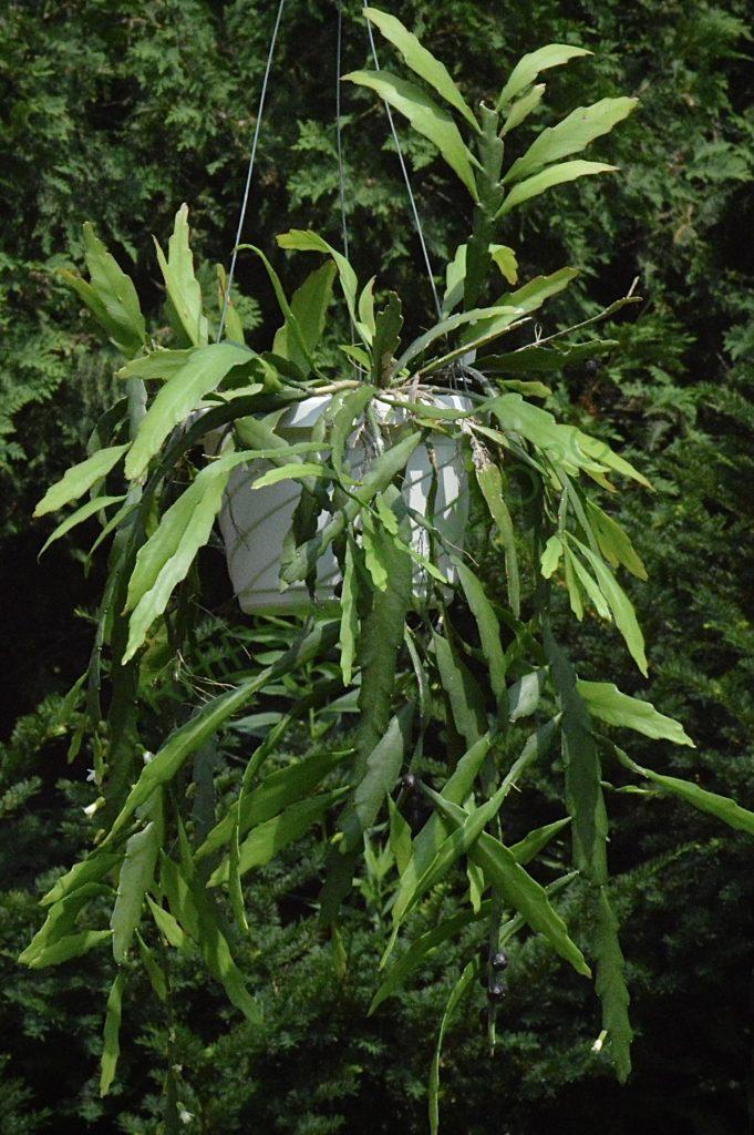 Lepismium lorentzianum