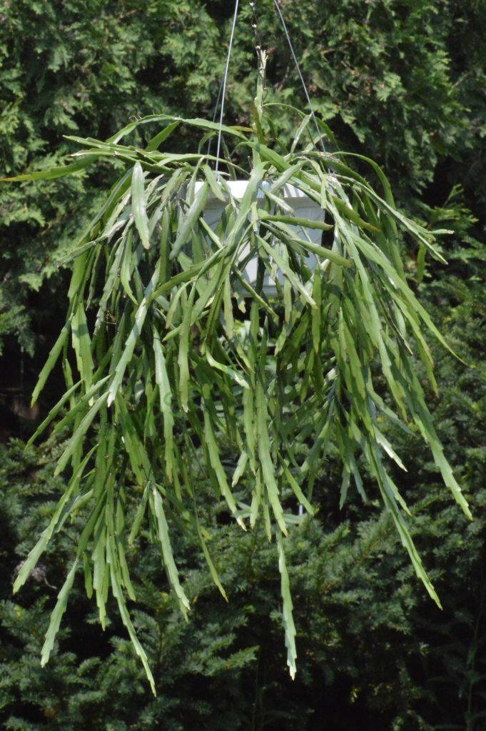 Lepismium warmingianum