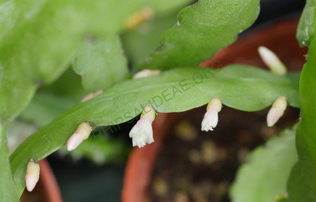 Lymanbensonia brevispina, Lau
