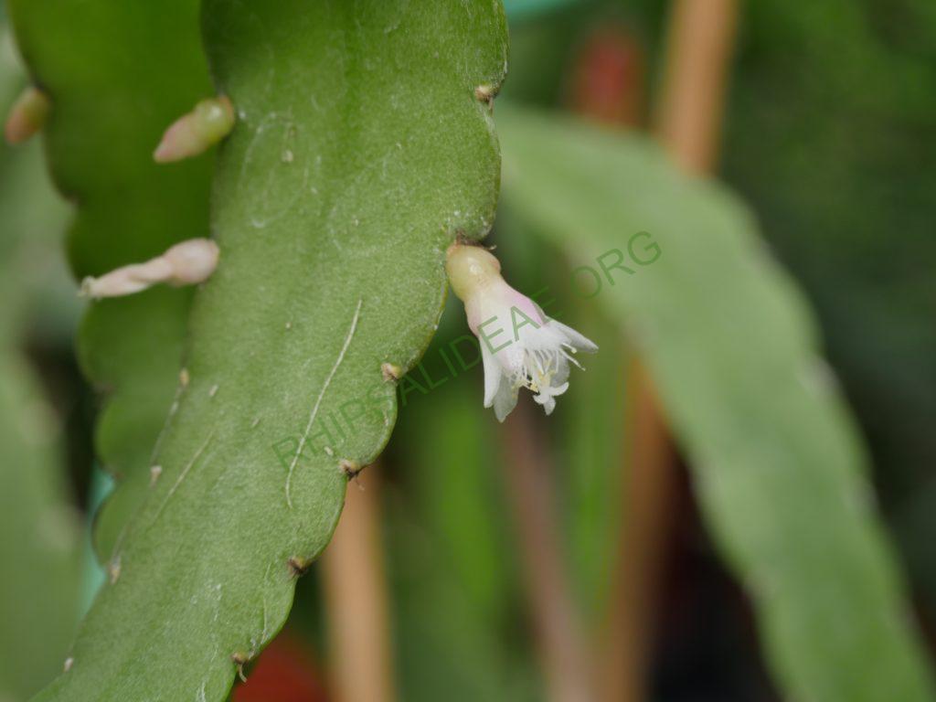 Lymanbensonia brevispina, Lau