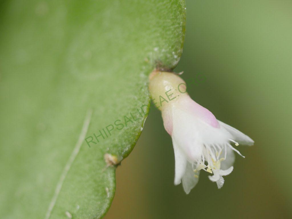 Lymanbensonia brevispina, Lau
