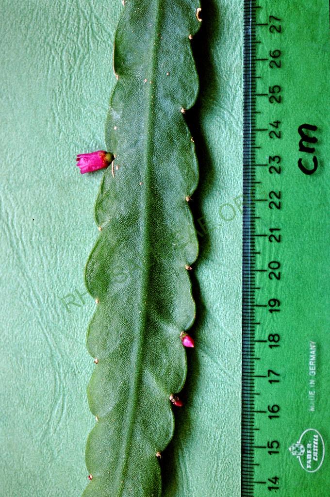 Lymanbensonia crenata, Bolivia, near Corvico, Kirschnek s.n., 1981
