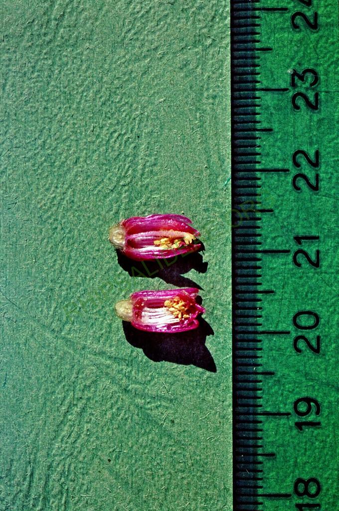 Lymanbensonia crenata, Bolivia, near Corvico, Kirschnek s.n., 1981