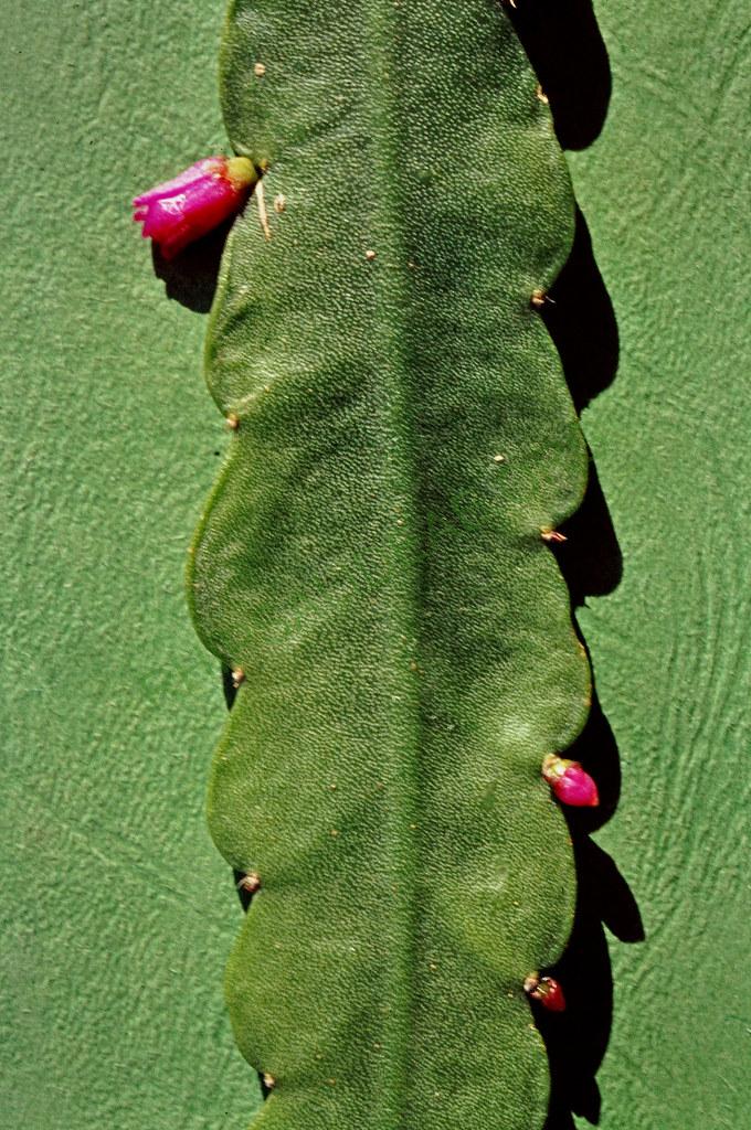 Lymanbensonia crenata, Bolivia, near Corvico, Kirschnek s.n., 1981