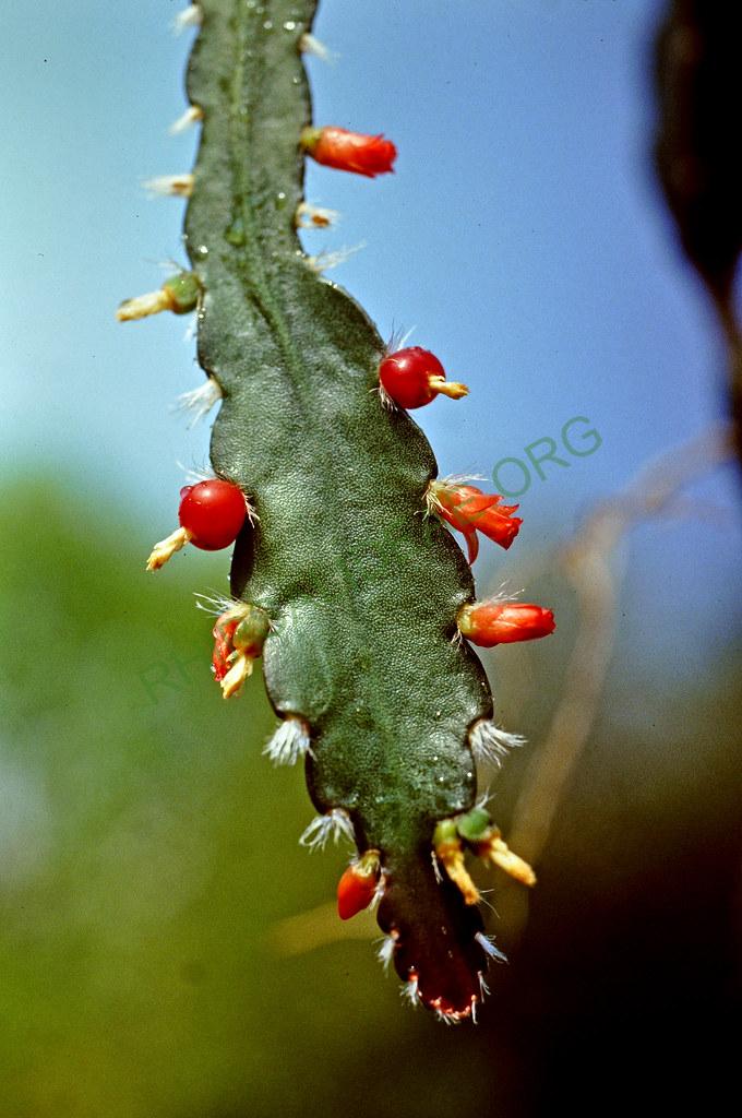 Lymanbensonia incachacana, 02639, 6-91