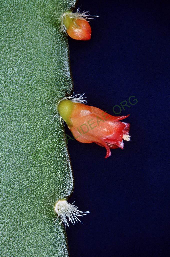 Lymanbensonia micrantha, 02639, 8-90