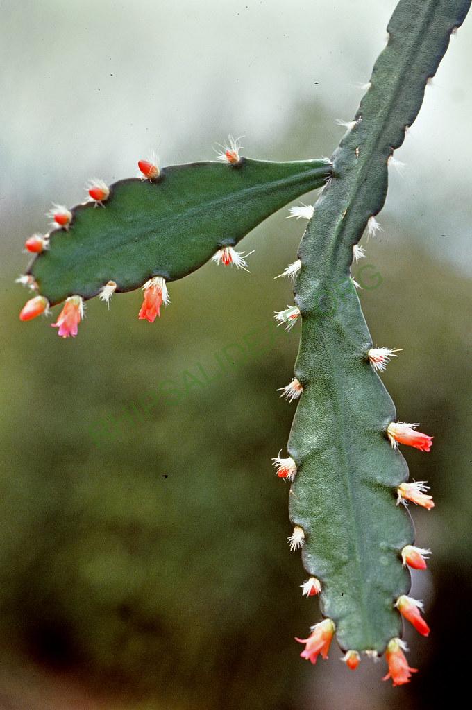 Lymanbensonia incachacana, 02639