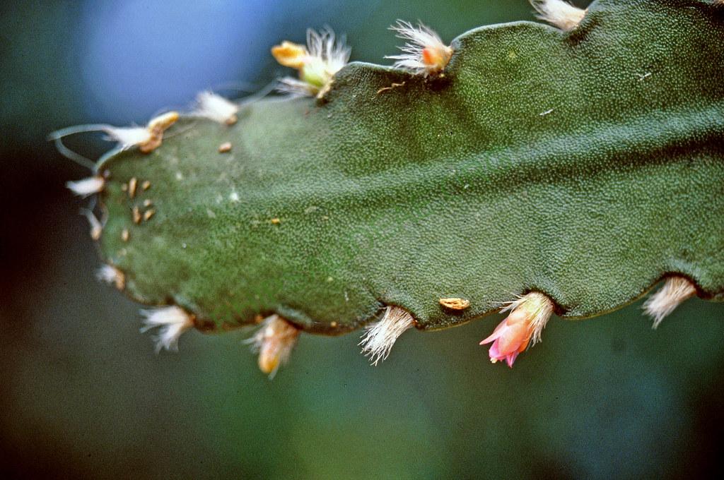 Lymanbensonia incachacana, Bolivia, 8-98