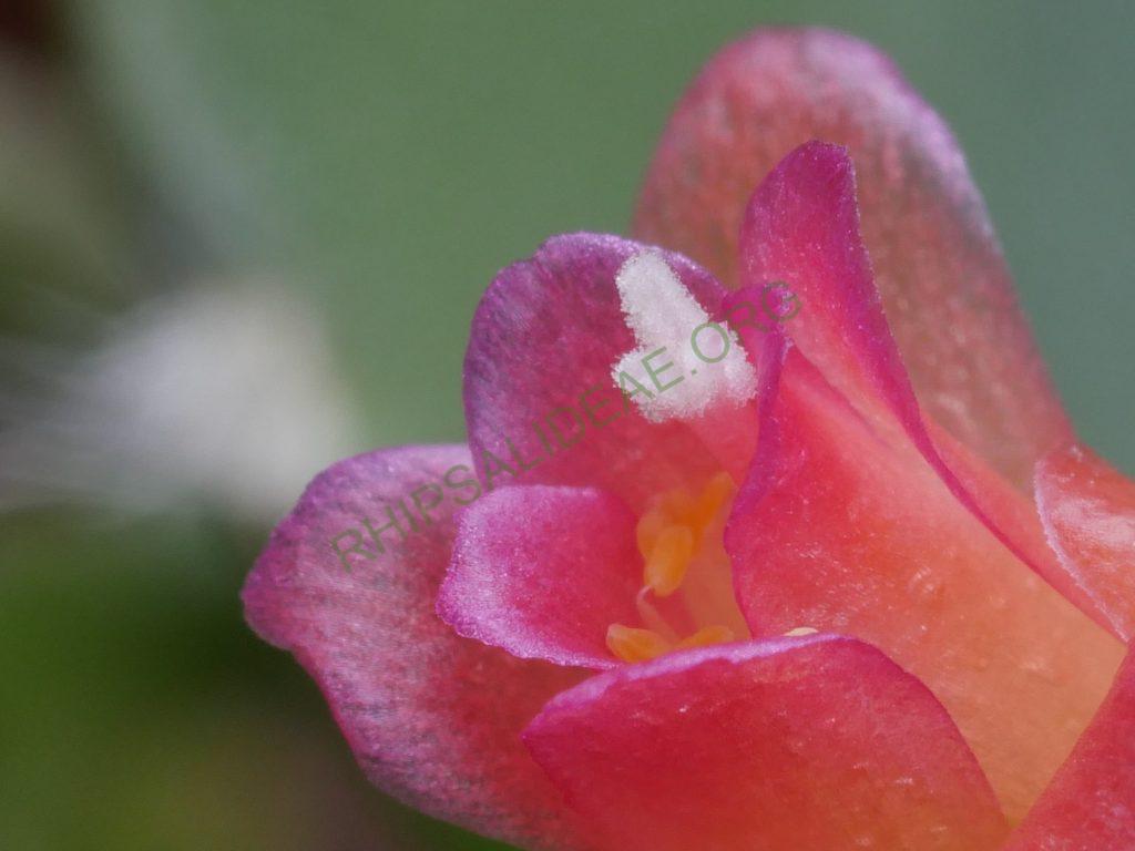Lymanbensonia incachacana