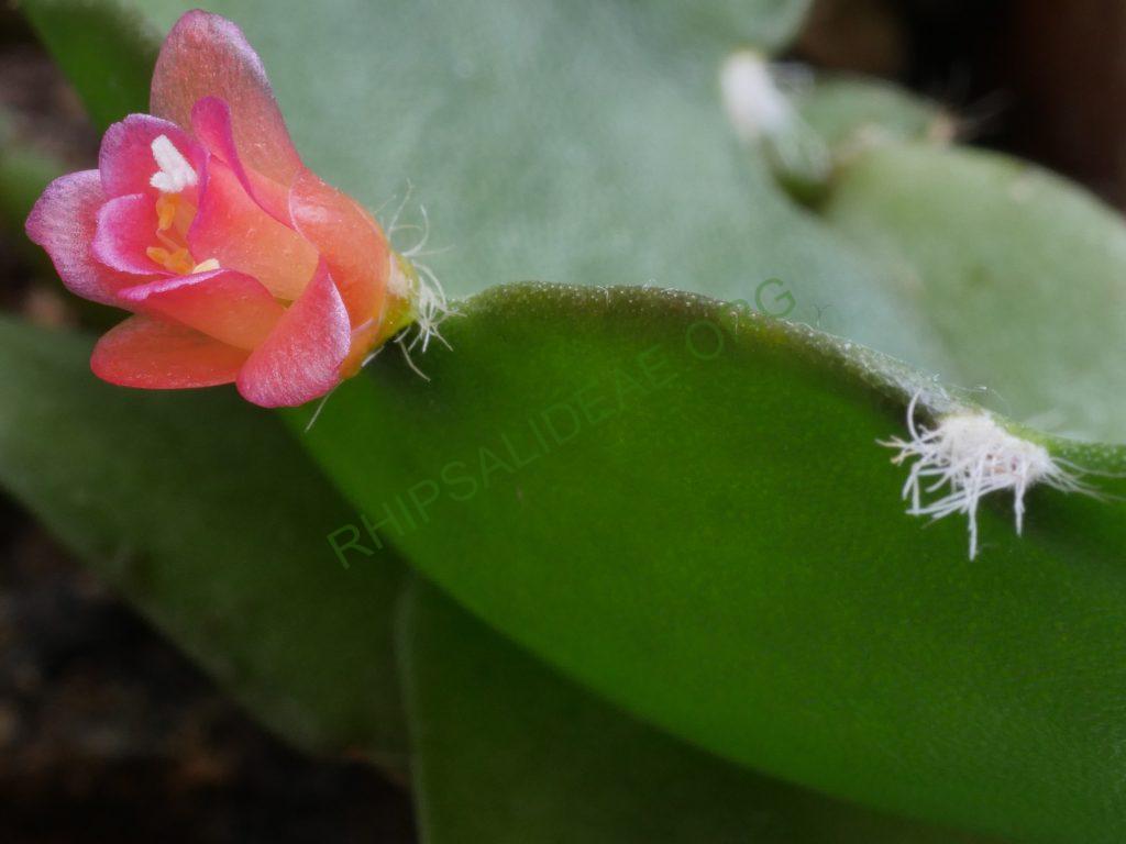Lymanbensonia incachacana