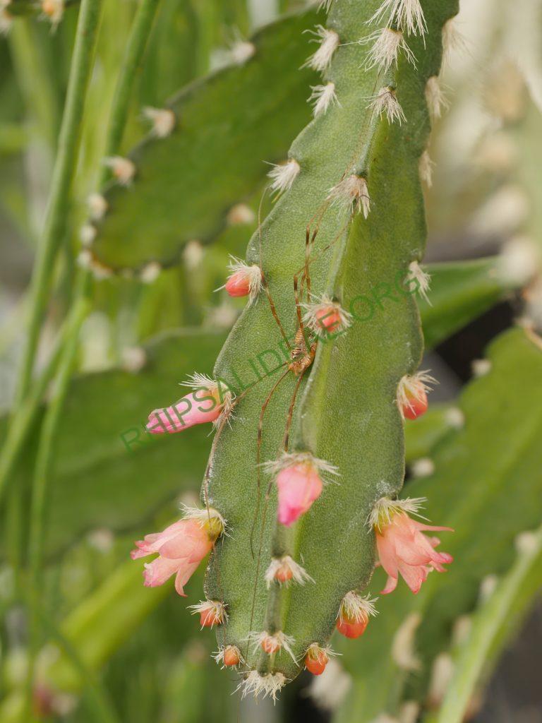 Lymanbensonia incachacana