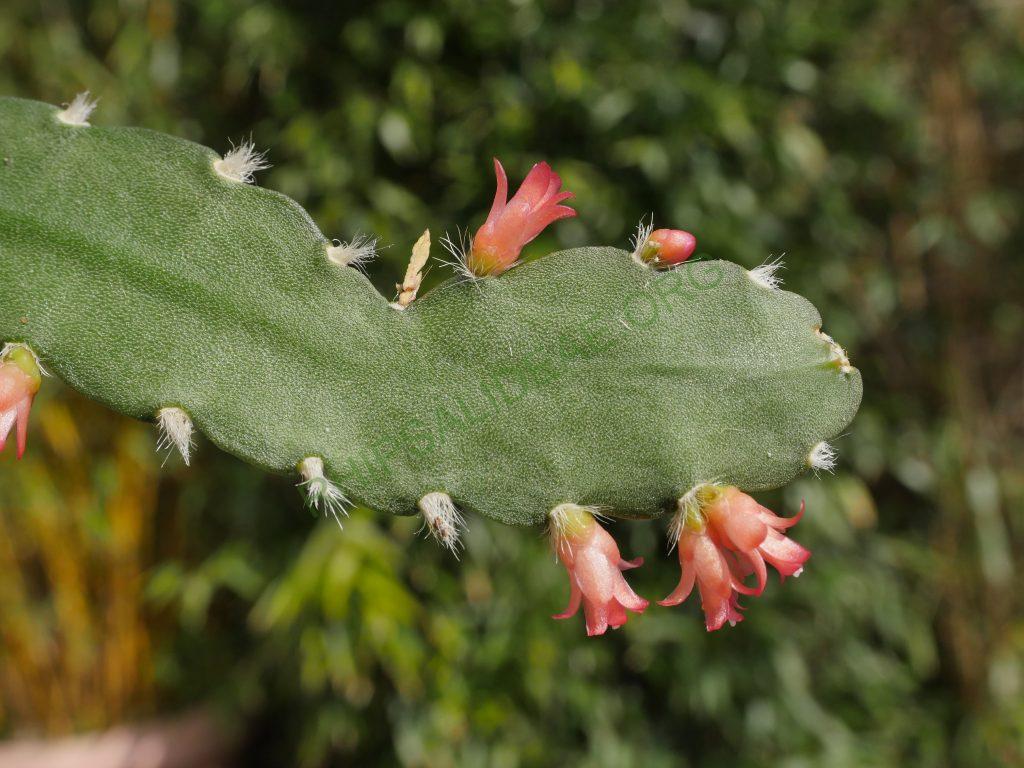 Lymanbensonia incachacana