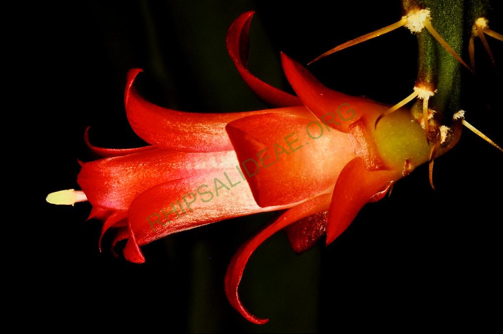 Lymanbensonia micrantha, 1164