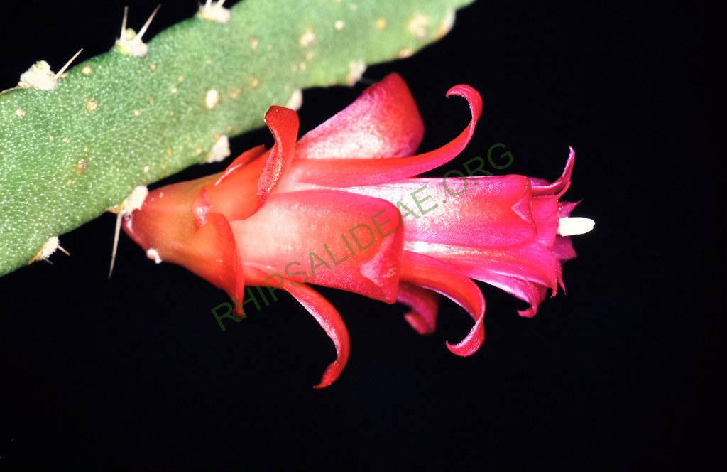 Lymanbensonia micrantha, BGB 02-2003