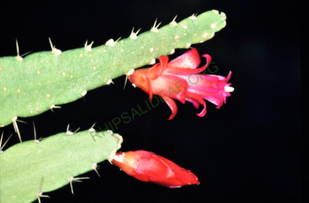 Lymanbensonia micrantha, BGB 02-2003