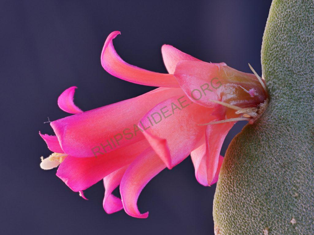 Lymanbensonia micrantha, Baker