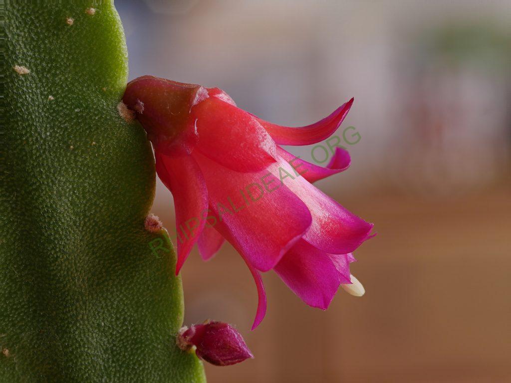 Lymanbensonia micrantha, Deptartment Puno, near Sándia, Peru, Vargas
