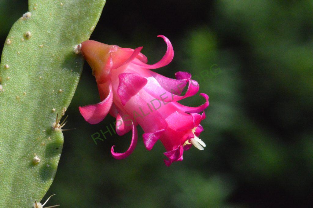 Lymanbensonia micrantha