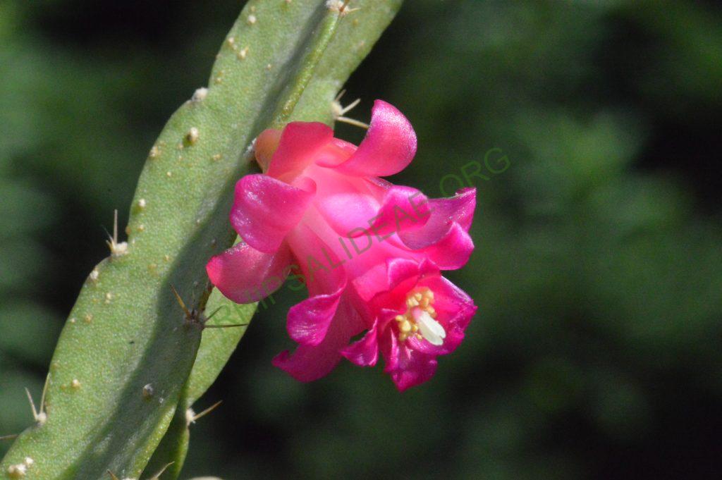 Lymanbensonia micrantha