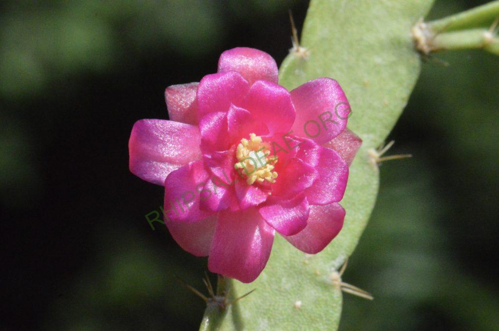 Lymanbensonia micrantha
