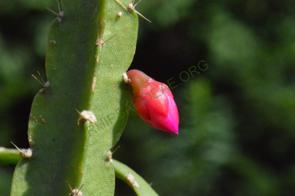 Lymanbensonia micrantha