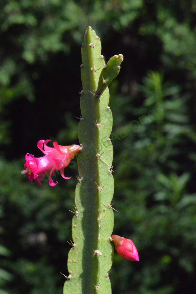 Lymanbensonia micrantha