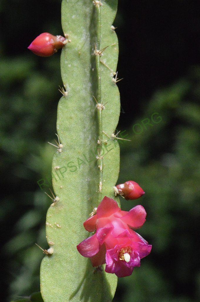 Lymanbensonia micrantha