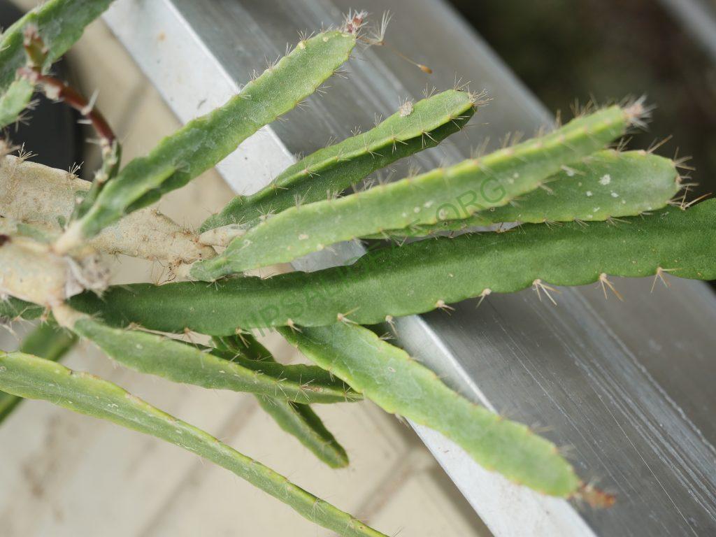 Lymanbensonia micrantha, Deptartment Puno, near Sándia, Peru, Vargas