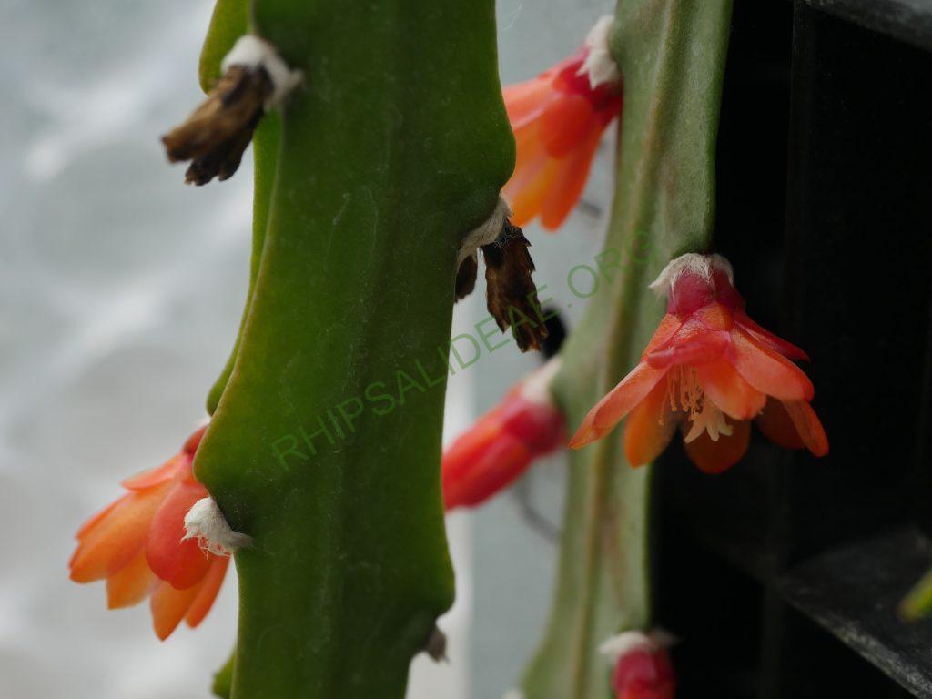 Pfeiffera asuntapatensis, Kessler 9800, Isotype, Department La Paz, Bautista Saavedra Province, Pauji-Yuyo, entre Apolo y Charazsani, Bolivia, 1450m