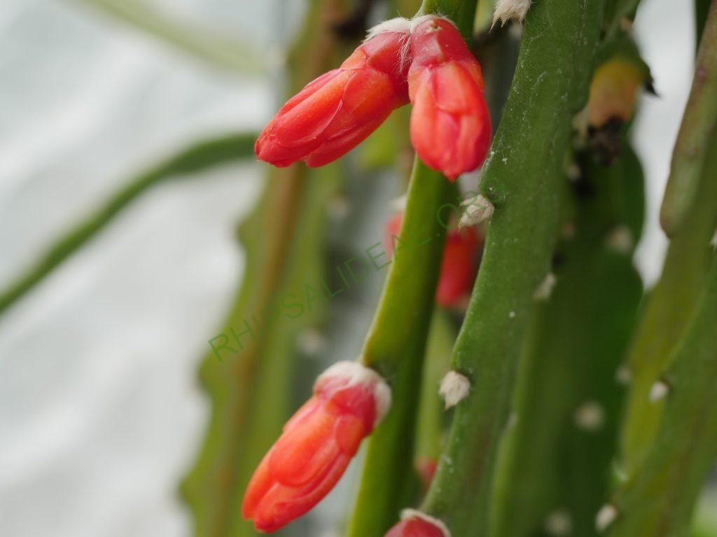 Pfeiffera asuntapatensis, Kessler 9800, Isotype, Department La Paz, Bautista Saavedra Province, Pauji-Yuyo, entre Apolo y Charazsani, Bolivia, 1450m
