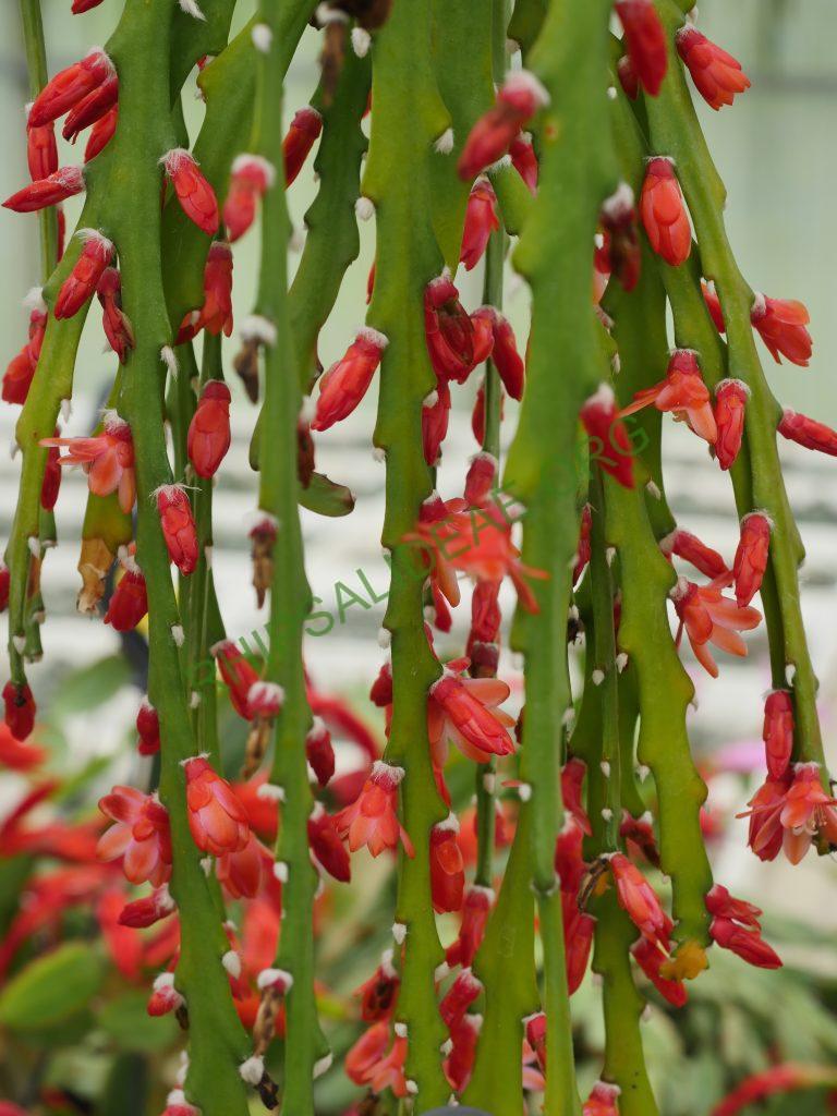 Pfeiffera asuntapatensis, Kessler 9800, Isotype, Department La Paz, Bautista Saavedra Province, Pauji-Yuyo, entre Apolo y Charazsani, Bolivia, 1450m