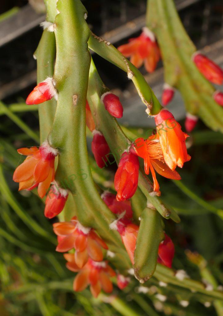Pfeiffera asuntapatensis, Kessler 9800, Isotype, Department La Paz, Bautista Saavedra Province, Pauji-Yuyo, entre Apolo y Charazsani, Bolivia, 1450m