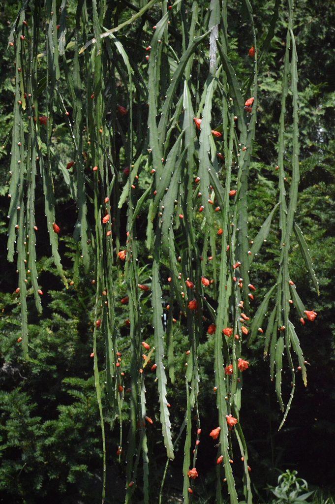 Pfeiffera asuntapatensis, Kessler 9800, Isotype, Department La Paz, Bautista Saavedra Province, Pauji-Yuyo, entre Apolo y Charazsani, Bolivia, 1450m