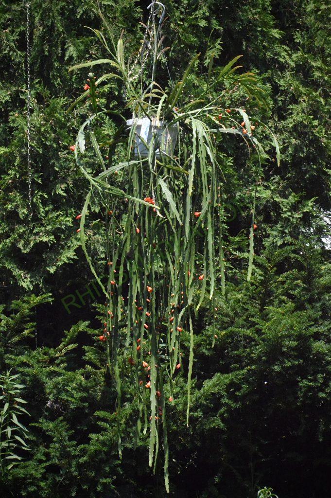 Pfeiffera asuntapatensis, Kessler 9800, Isotype, Department La Paz, Bautista Saavedra Province, Pauji-Yuyo, entre Apolo y Charazsani, Bolivia, 1450m