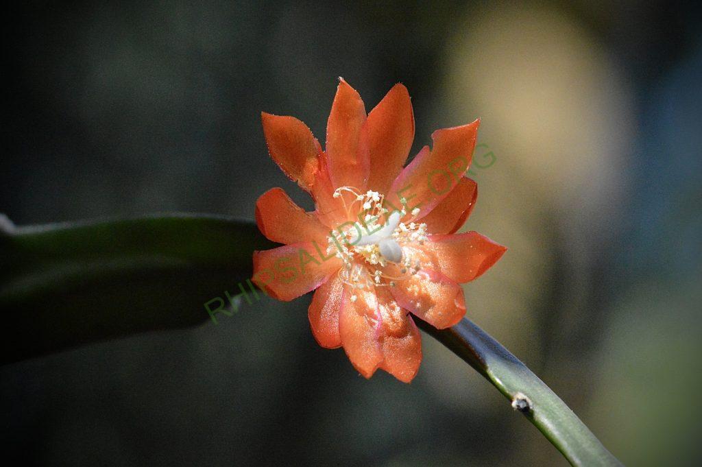Pfeiffera asuntapatensis, Kessler 9800, Isotype, Department La Paz, Bautista Saavedra Province, Pauji-Yuyo, entre Apolo y Charazsani, Bolivia, 1450m