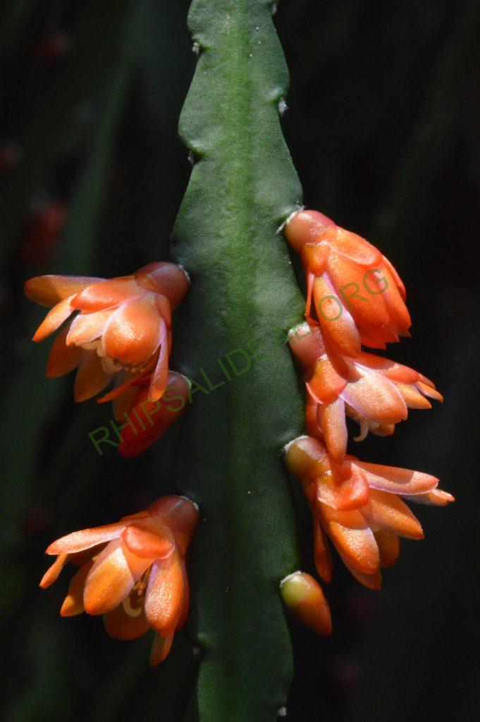 Pfeiffera asuntapatensis, Kessler 9800, Isotype, Department La Paz, Bautista Saavedra Province, Pauji-Yuyo, entre Apolo y Charazsani, Bolivia, 1450m