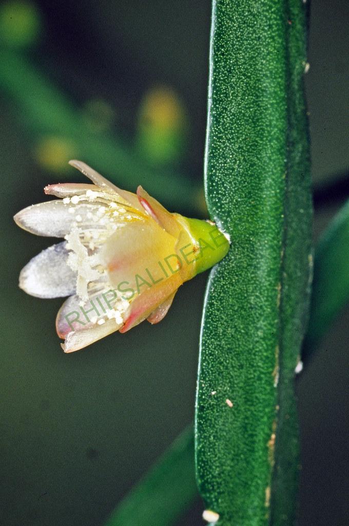 Pfeiffera boliviana, Bolivia, Mario Miyagawa