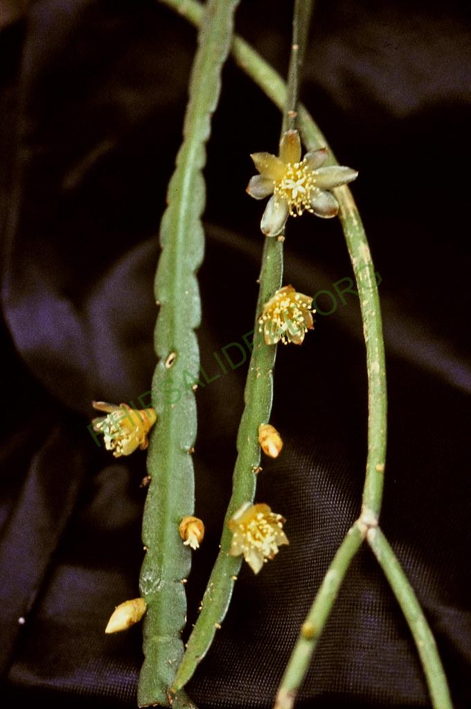 Pfeiffera boliviana, Bolivia, Mario Miyagawa