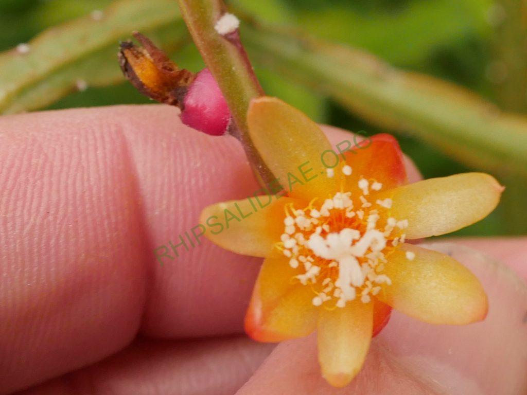 Pfeiffera boliviana, BG Bonn 4675 (Kimnach 2546, Bolivia, La Paz, Nor Yungas, 16.5km NE of Chuspipata, 13.6km SW of Yolosa, 2100m, lower cloud forest)