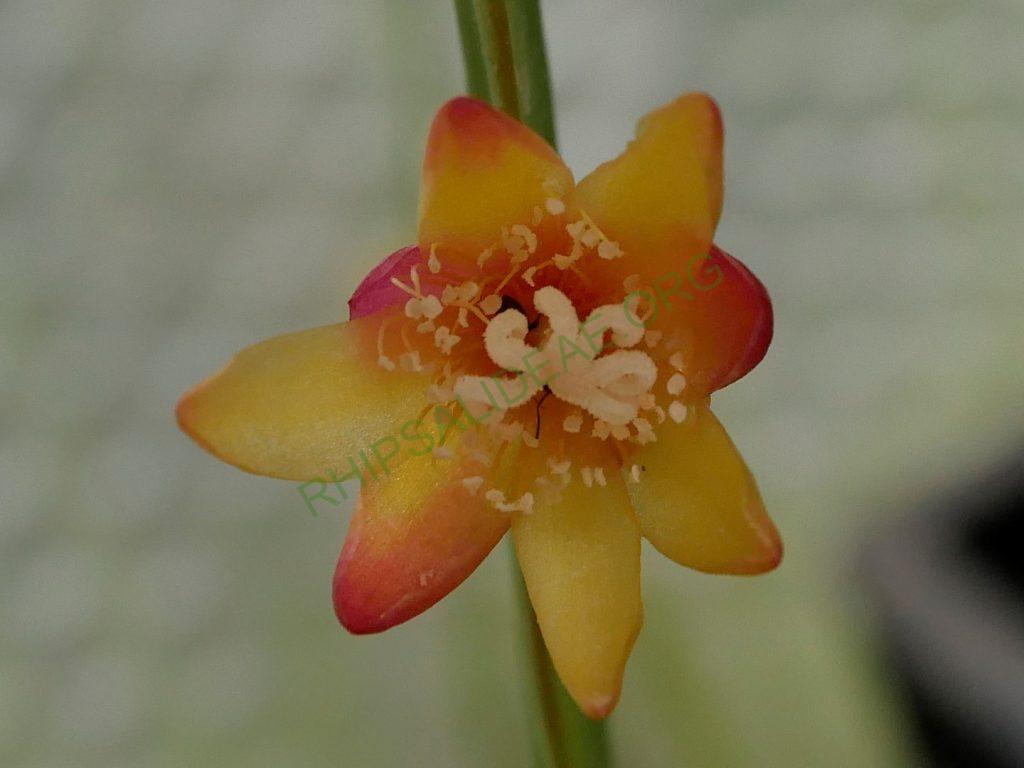 Pfeiffera boliviana, HBG 52944, Kimnach et al. 2546, Bolivia, La Paz, Nor Yungas, 16.5km NE of Chuspipata, 13.6km SW of Yolosa, 2100m, lower cloud forest.