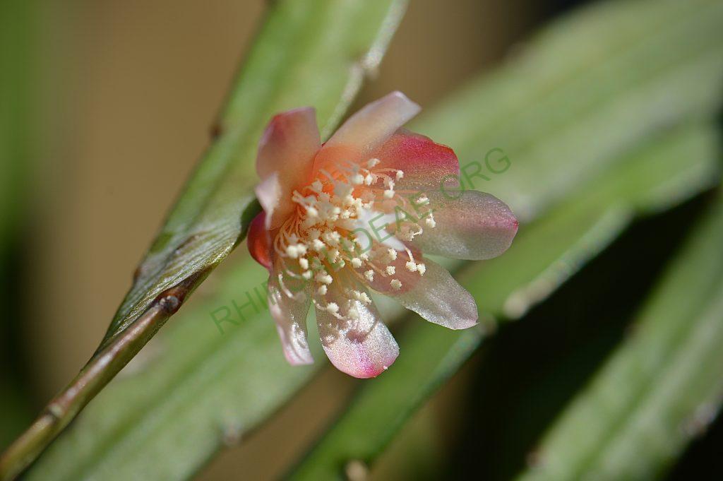 Pfeiffera boliviana