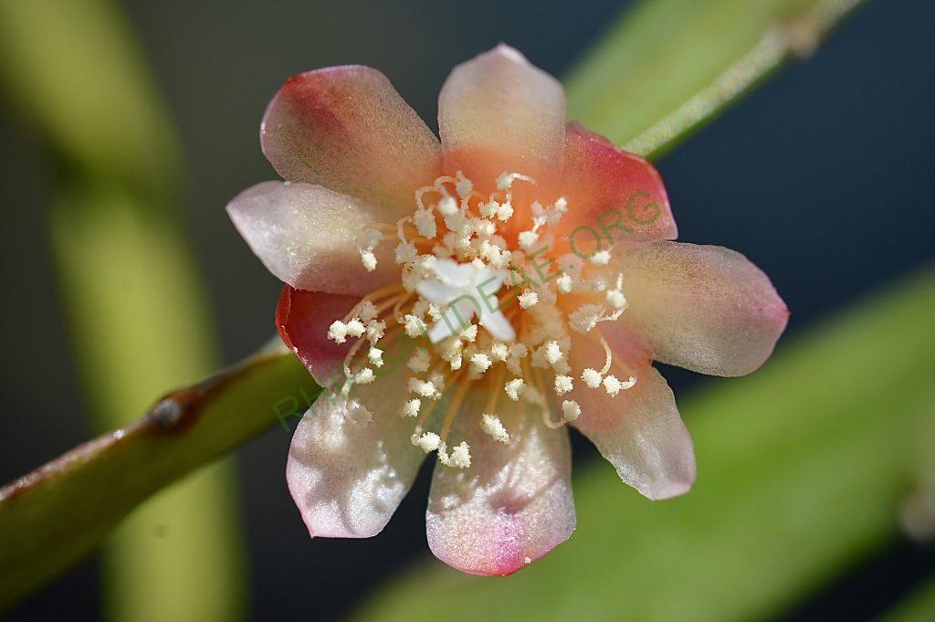 Pfeiffera boliviana